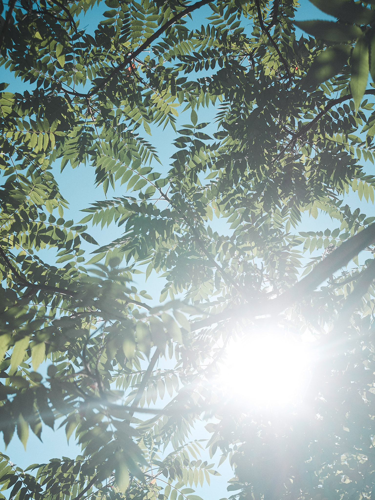 STEPHAN LUCIUS LEMKE