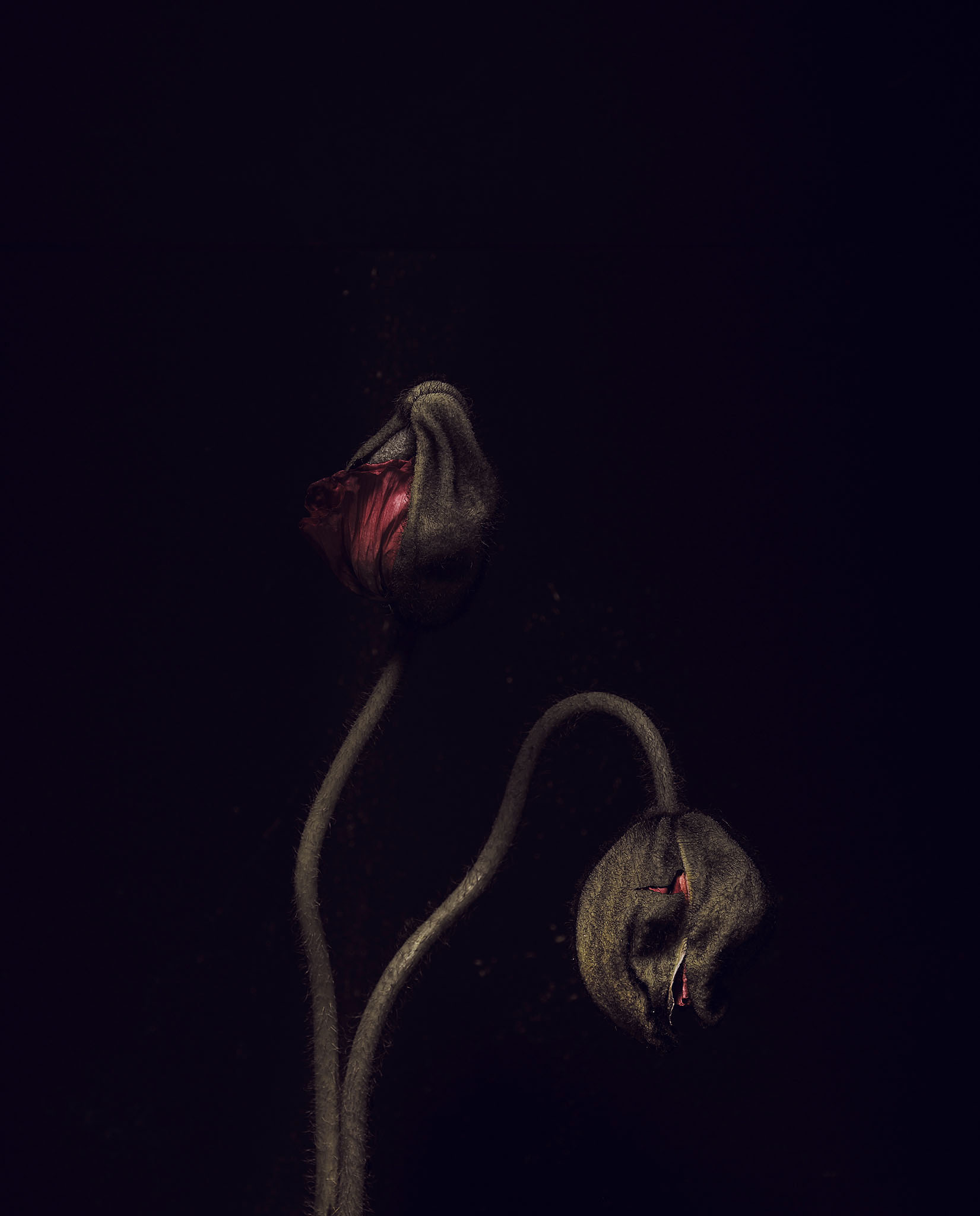 STEPHAN LUCIUS LEMKE