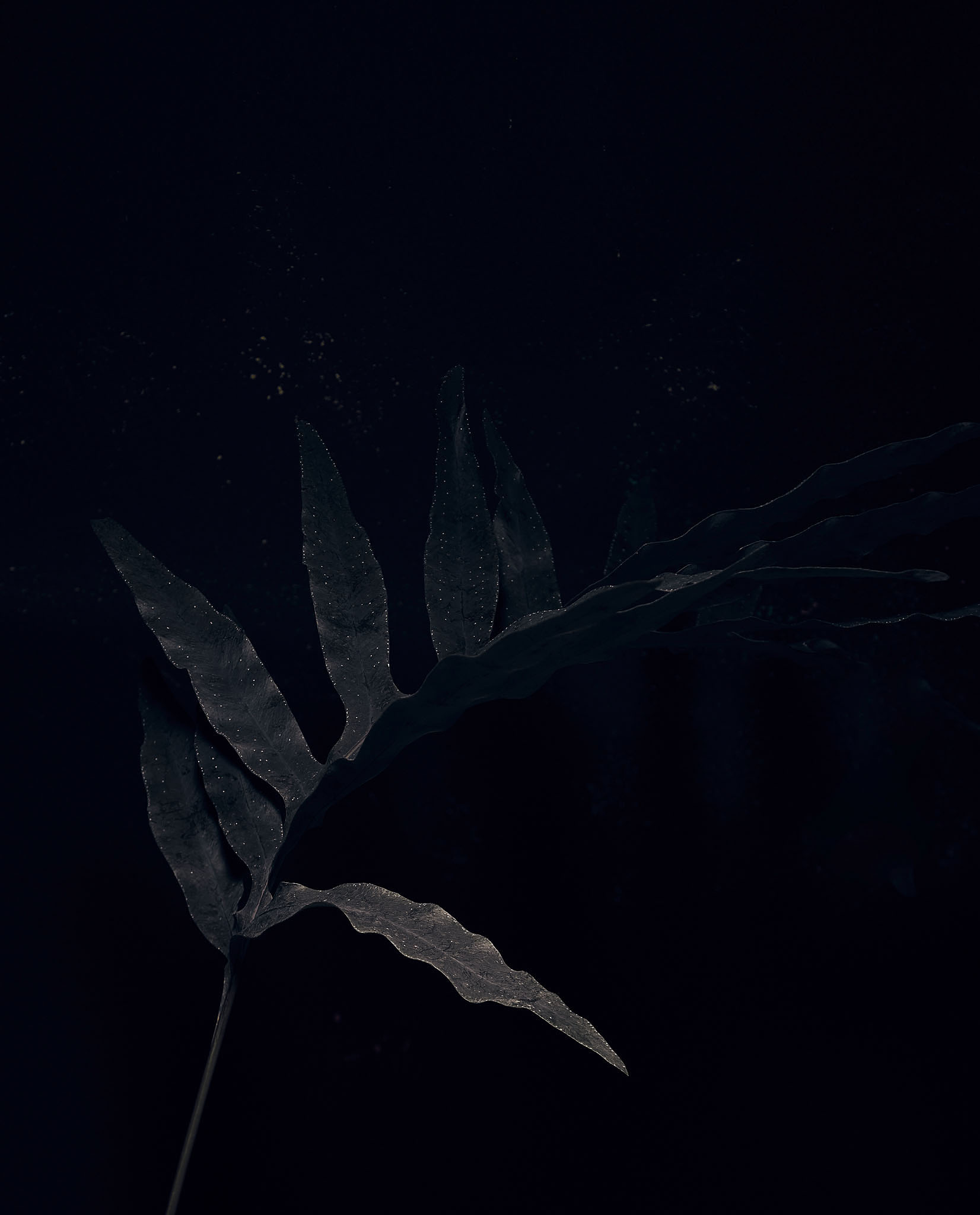 STEPHAN LUCIUS LEMKE